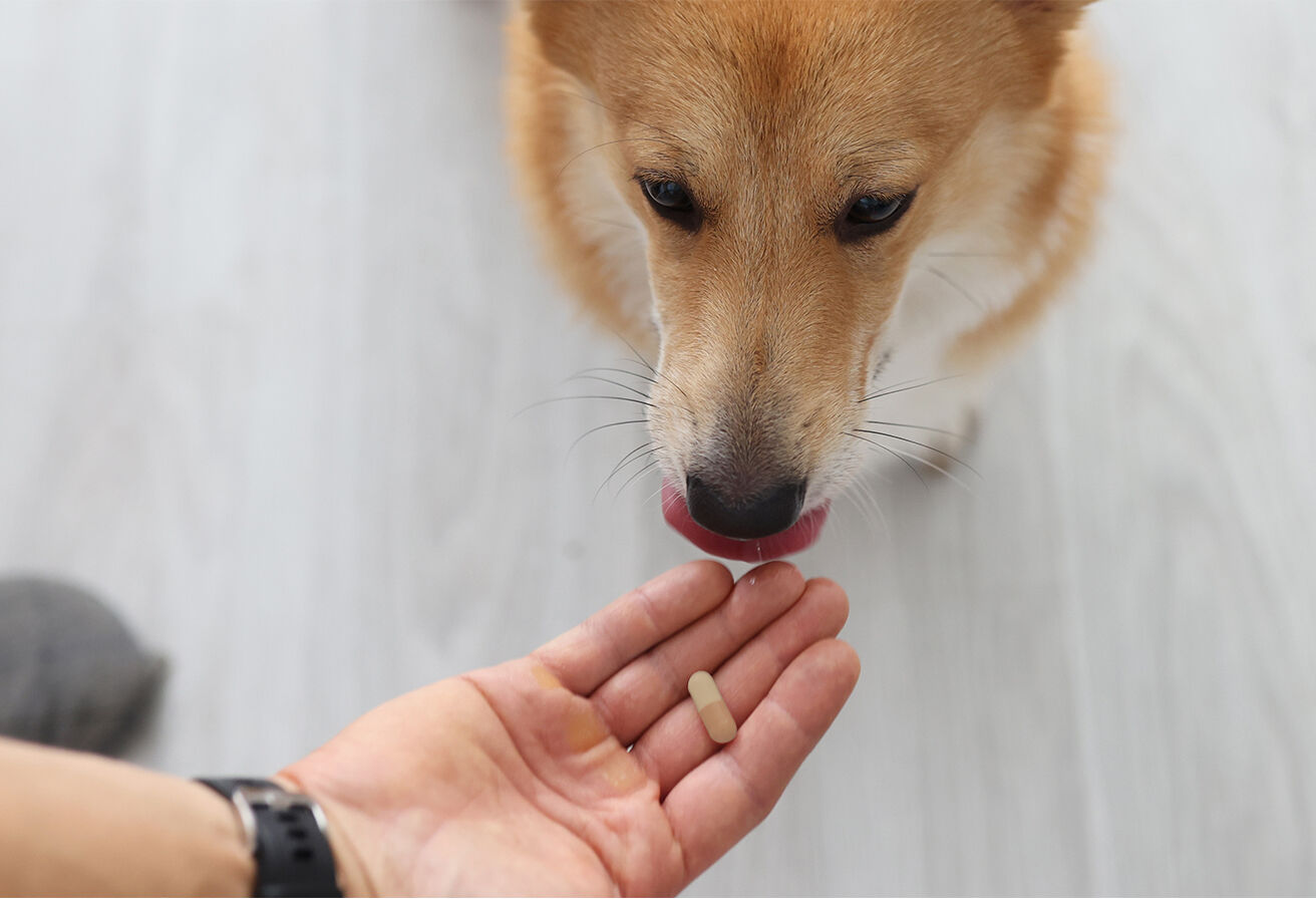 person feeding supplement to dog